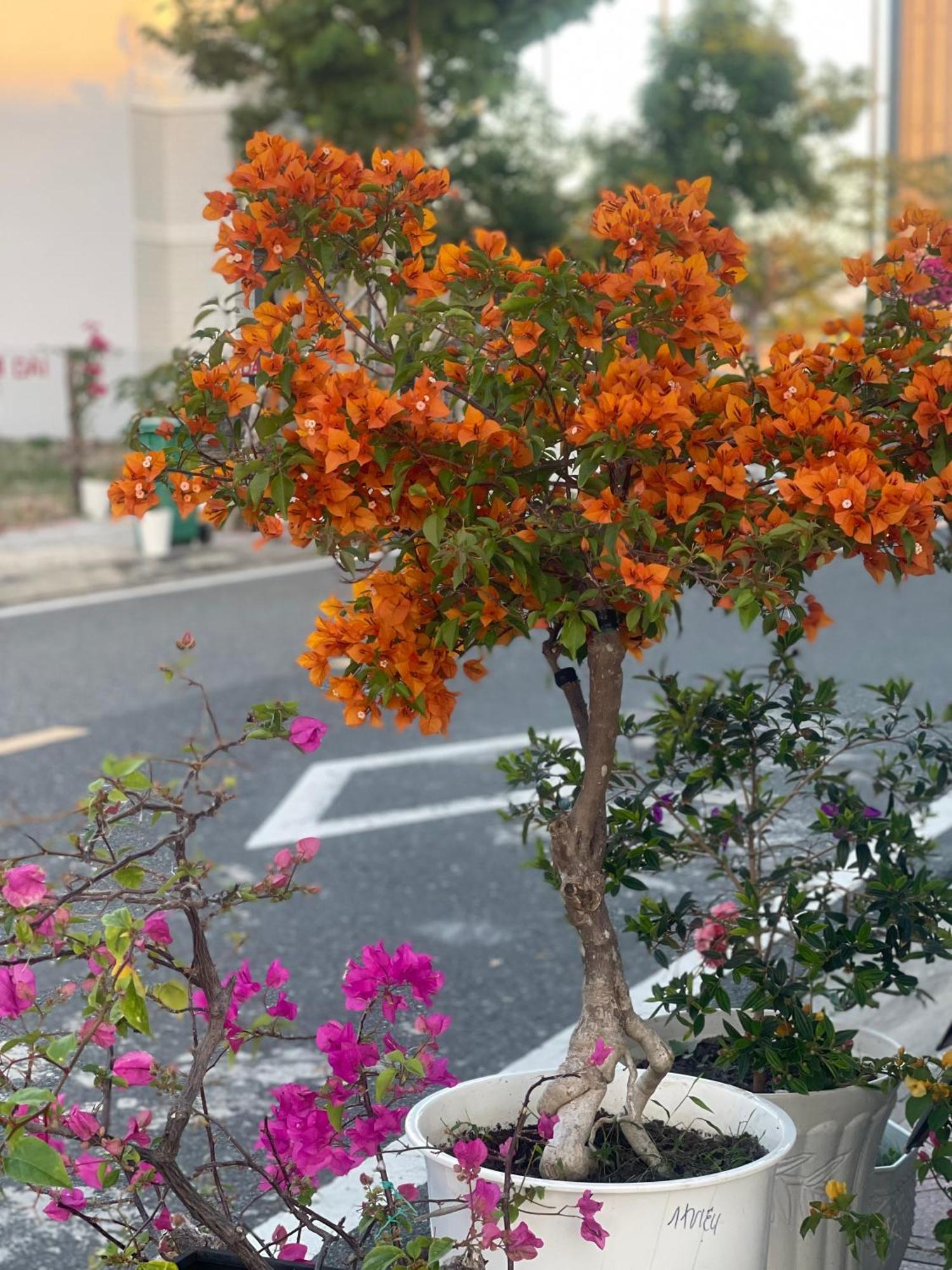Moc Homestay- Near Bai Dai Beach Cam Lam Buitenkant foto